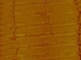 This is an image of nanostripes